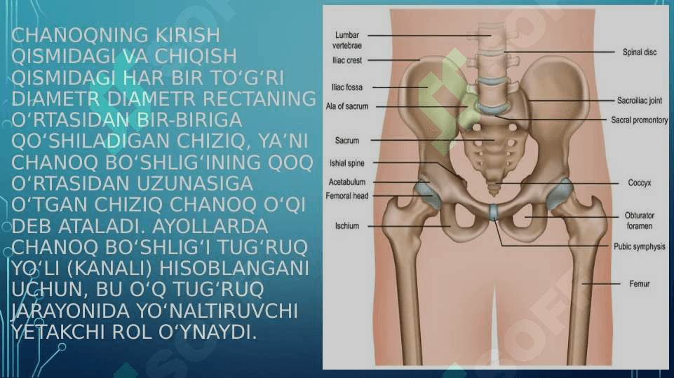 Chanoq skeleti rentgenoanatomiyasi 4