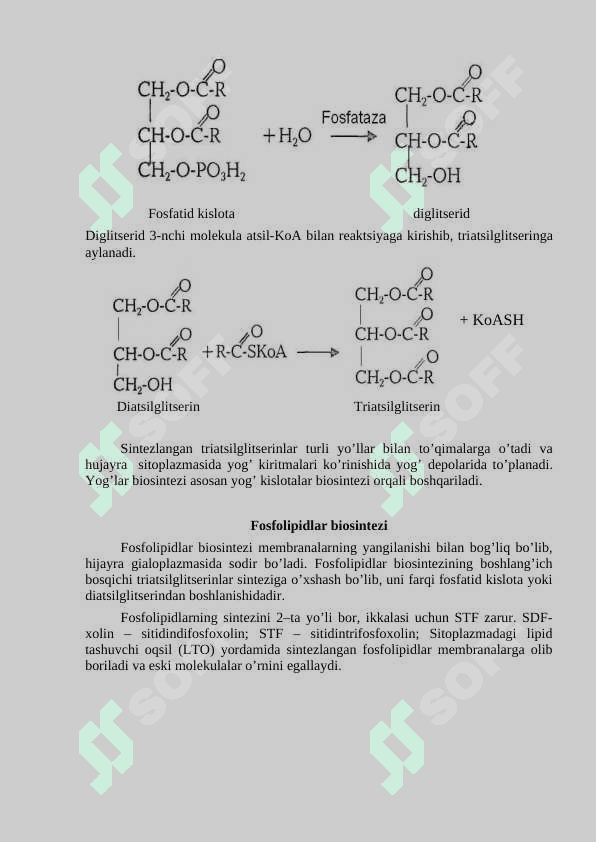 lipidlarni anabolizmi. Lipidlar biosentizi.Biologik membrana trasnporti 2
