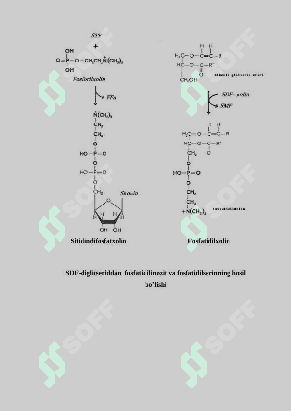 lipidlarni anabolizmi. Lipidlar biosentizi.Biologik membrana trasnporti 3
