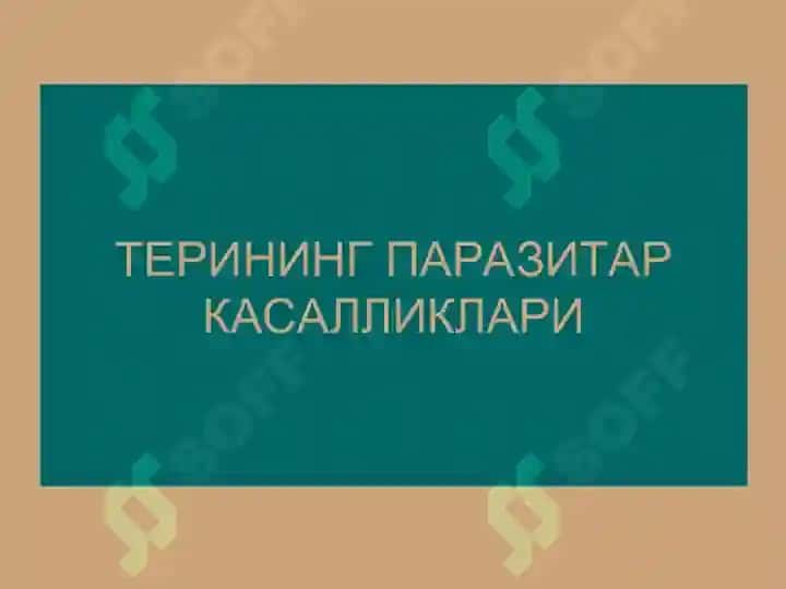 qotir kasalligi 2