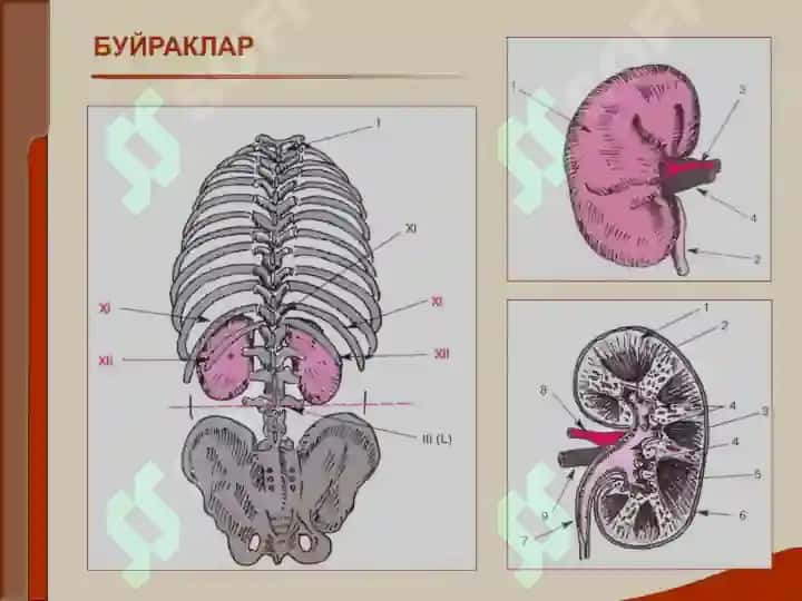 Buyrak kasalligi bilan o'rgangan bemorlarini tekshirish. Asosiy klinik sindromlar. Bujrak etishmovchiligi 2