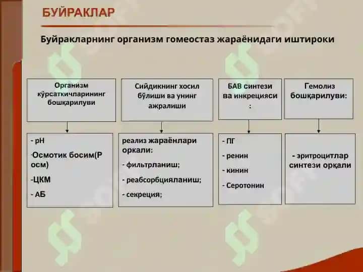 Buyrak kasalligi bilan o'rgangan bemorlarini tekshirish. Asosiy klinik sindromlar. Bujrak etishmovchiligi 3