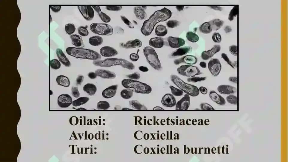 Rikkietsiya (Qo‘zg‘atuvchi rikketsiyalardan tashkil topgan kasalliklar) 2