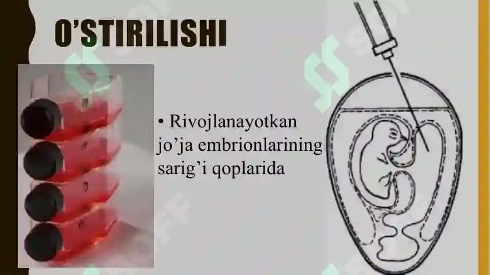 Rikkietsiya (Qo‘zg‘atuvchi rikketsiyalardan tashkil topgan kasalliklar) 4