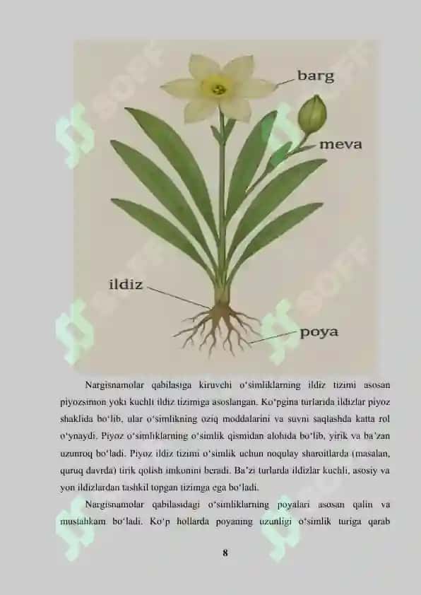 Nargisnamolar Qabilasi 8