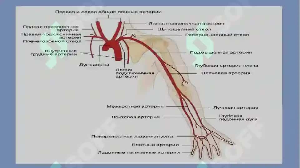 Yuqori va pastki arteriya 2