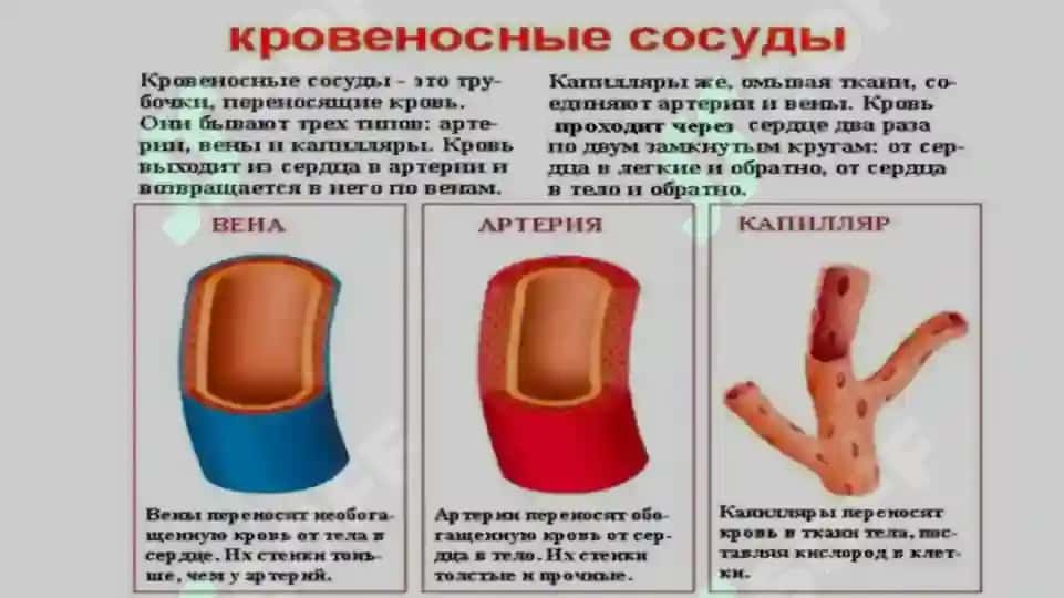 Yuqori va pastki arteriya 4