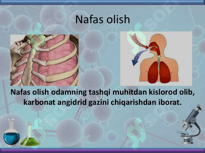 Nafas olish organlari bilan tanishish 2