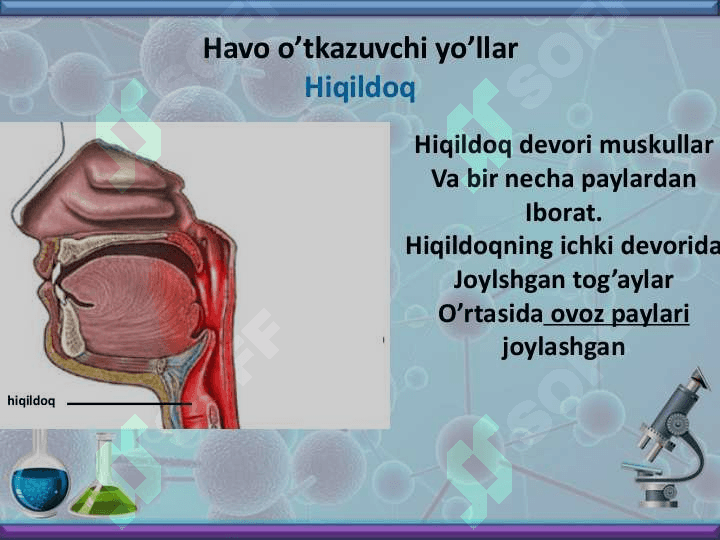 Nafas olish organlari bilan tanishish 6