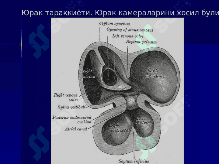 Qon tomir sistemasi bo'yicha 4