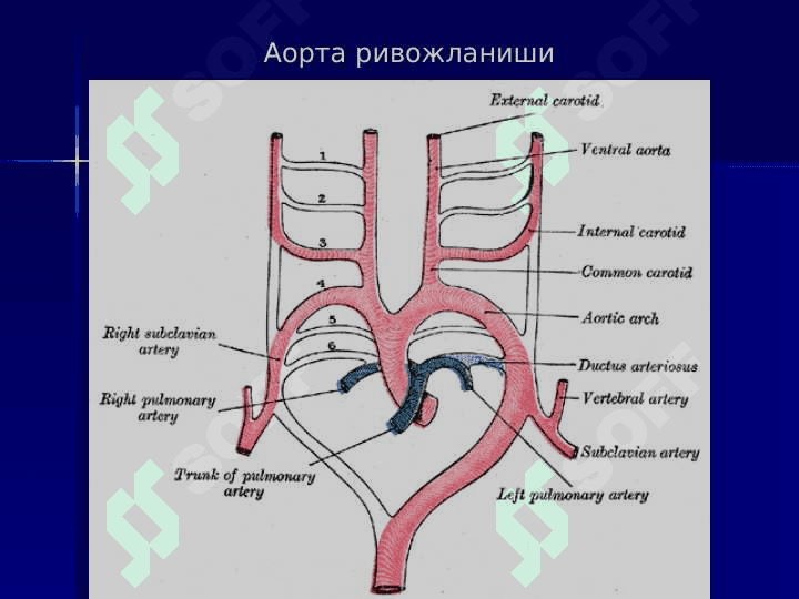 Qon tomir sistemasi bo'yicha 5