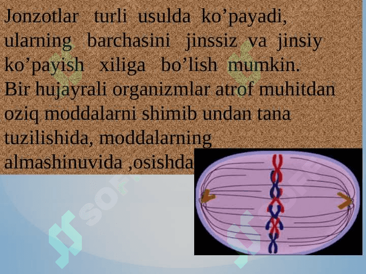 Hujayraning bo’linishi 5