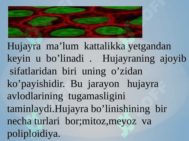 Hujayraning bo’linishi 6