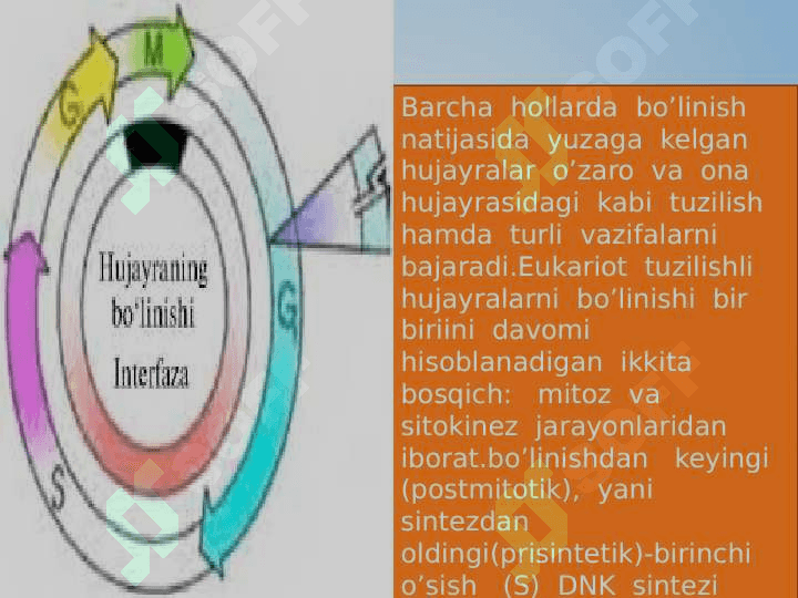 Hujayraning bo’linishi 8