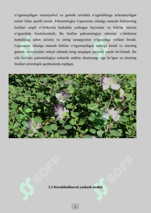 Kovuldoshlar(Capparaceac) 6