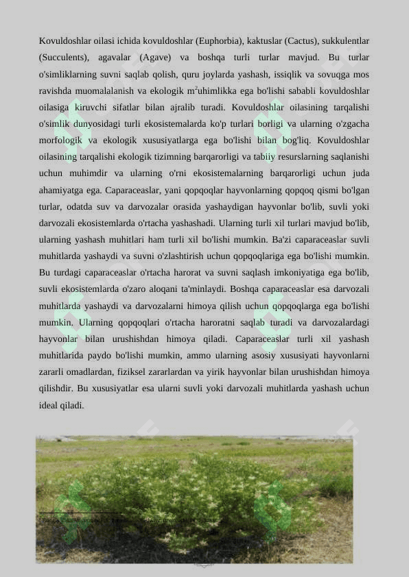 Kovuldoshlar(Capparaceac) 8