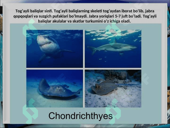 Tog`ayli baliqlar sinfi 2