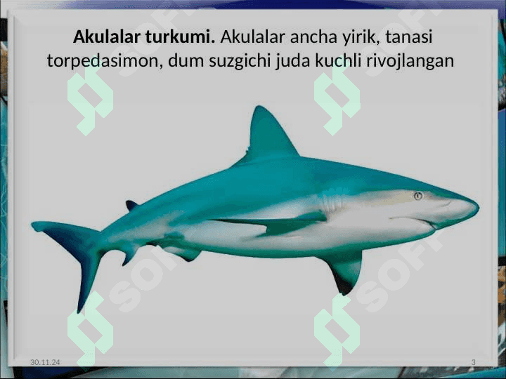 Tog`ayli baliqlar sinfi 3