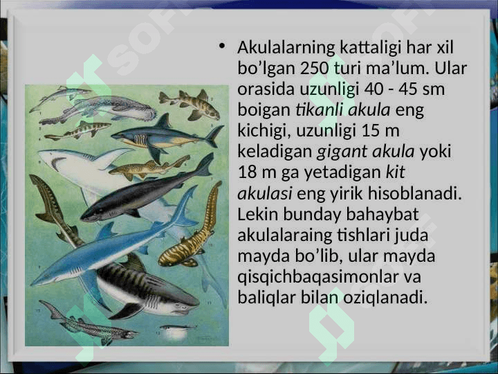 Tog`ayli baliqlar sinfi 4