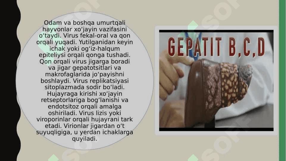 Infeksion gepatitlarni qo’zg’atuvchi viruslar 8