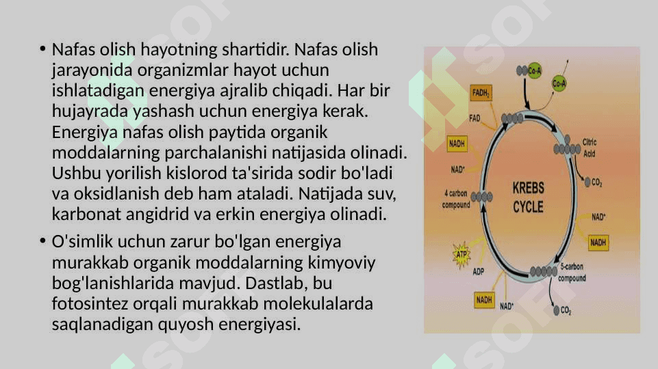 Krebs sikli va uning energetikasi 2