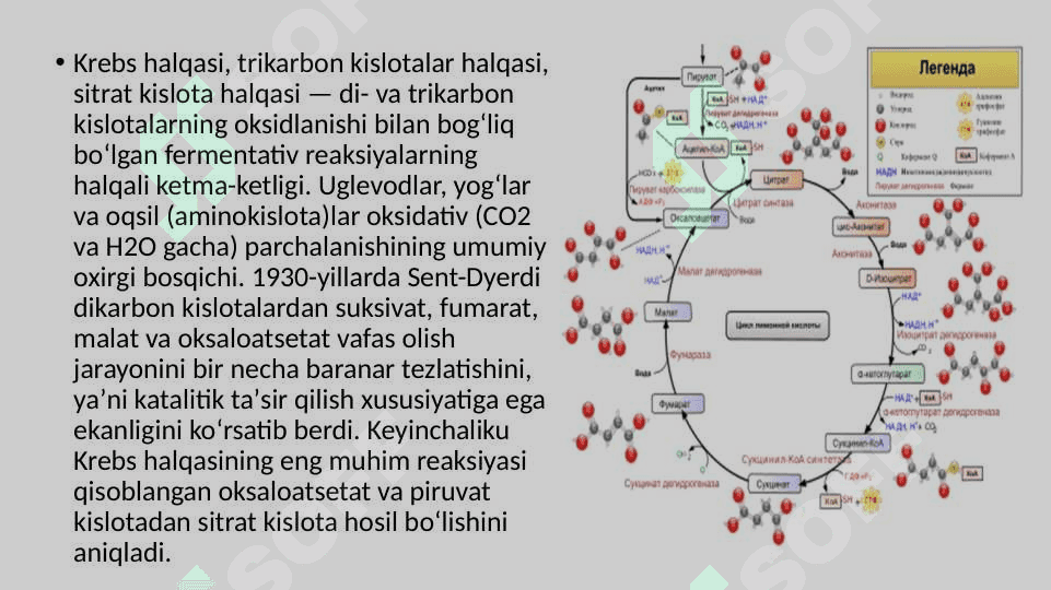 Krebs sikli va uning energetikasi 3
