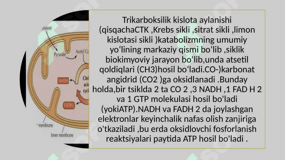 Krebs sikli va uning energetikasi 5