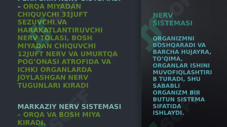 SOMATIK VA VEGETATIV NERV SISTEMASI 3