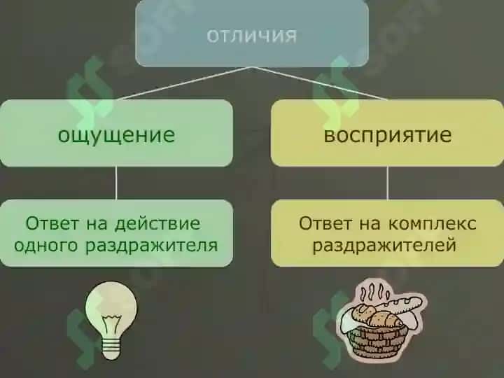 Восприятие 5