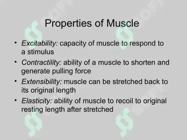 Skeletal Muscle Physiology 3