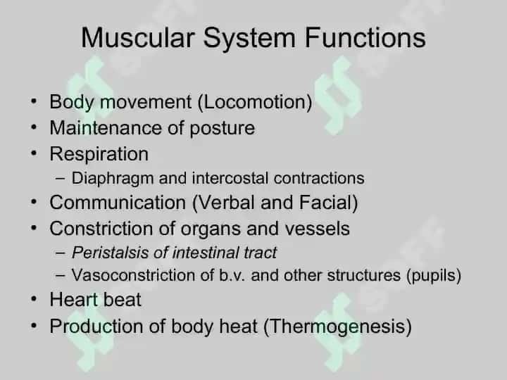 Skeletal Muscle Physiology 4