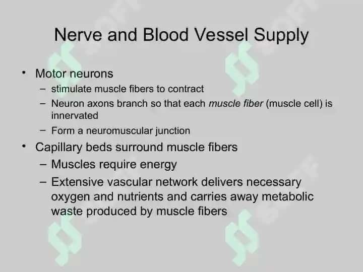 Skeletal Muscle Physiology 5