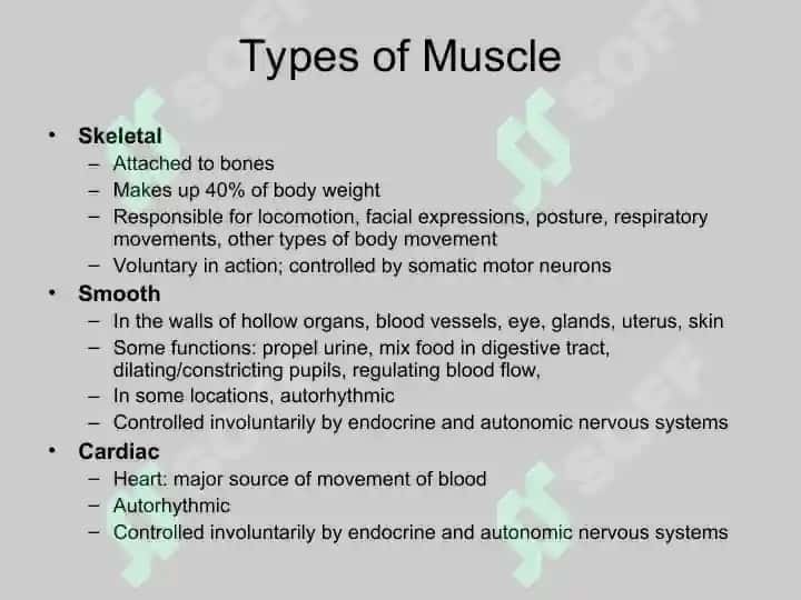 Skeletal Muscle Physiology 6