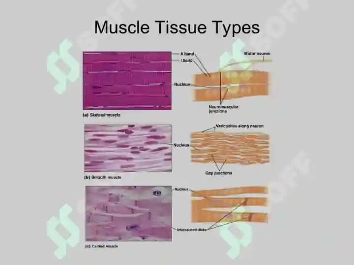Skeletal Muscle Physiology 7
