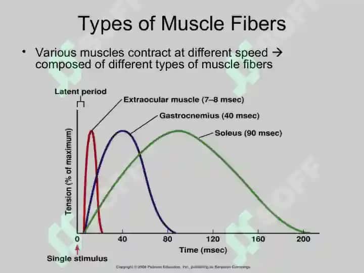 Skeletal Muscle Physiology 8