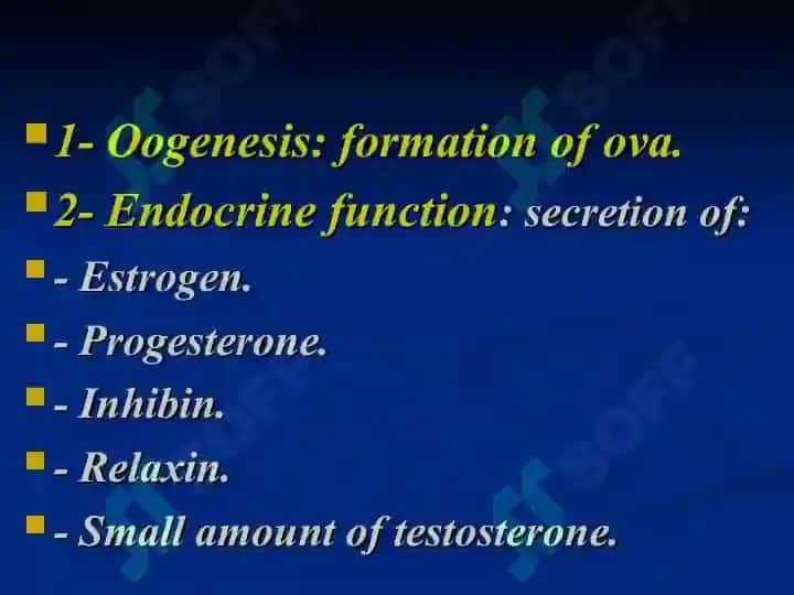 Female reproductive system 3