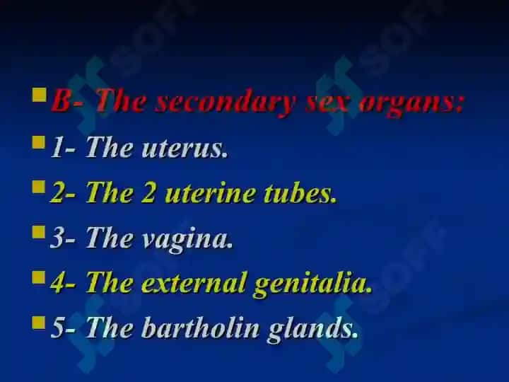 Female reproductive system 4