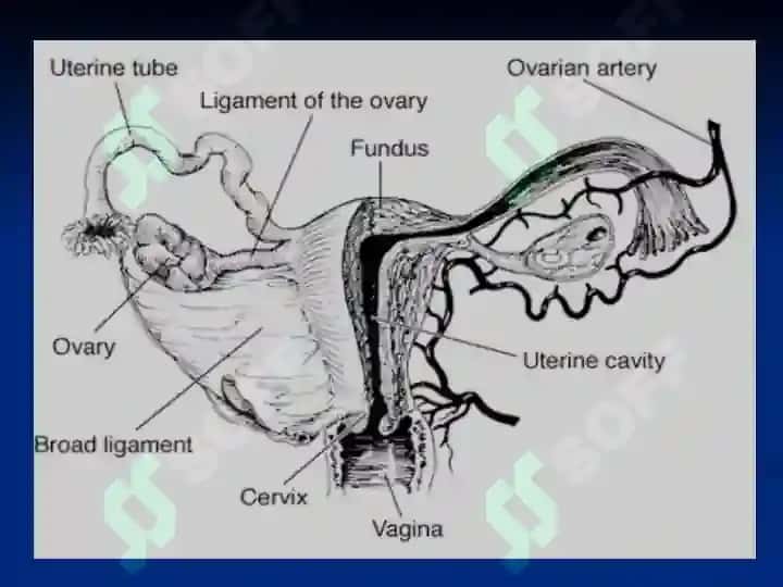 Female reproductive system 5