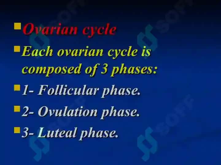 Female reproductive system 7