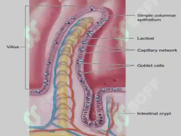 The small intestine 3