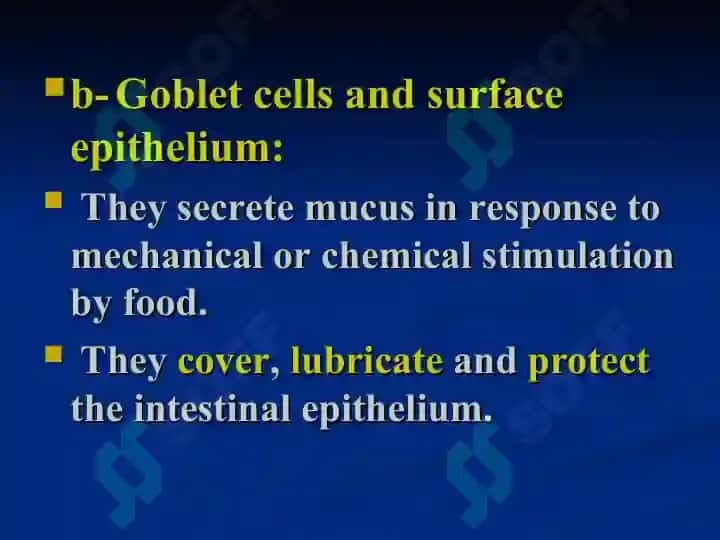 The small intestine 7