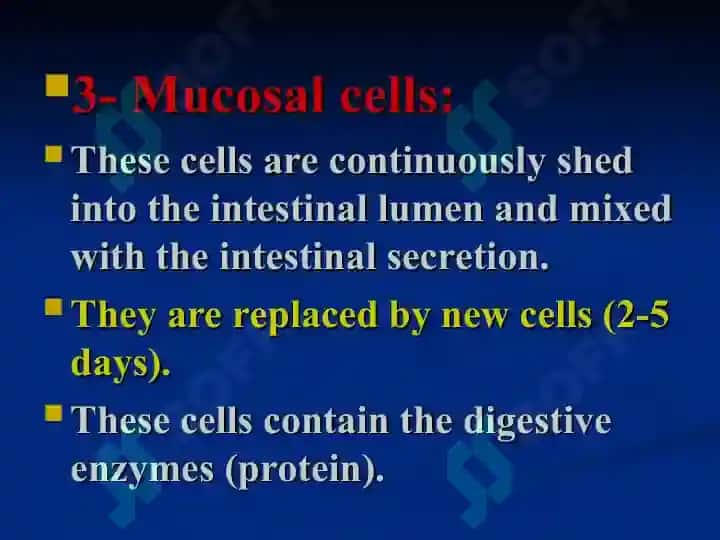 The small intestine 8