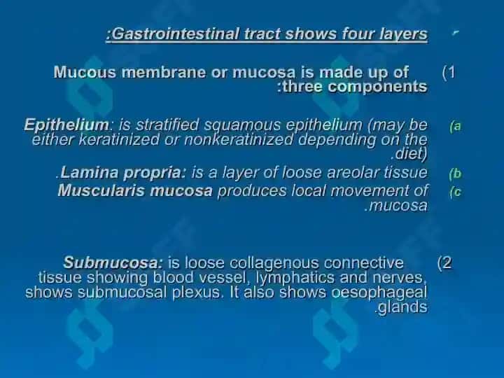 HISTOLOGY OF THE DIGESTIVE SYSTEM 2