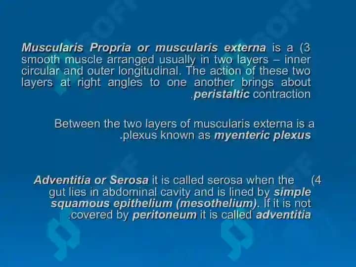 HISTOLOGY OF THE DIGESTIVE SYSTEM 3