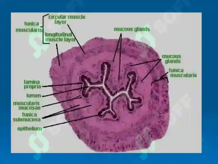 HISTOLOGY OF THE DIGESTIVE SYSTEM 4