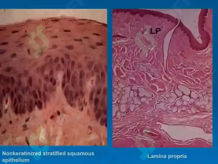 HISTOLOGY OF THE DIGESTIVE SYSTEM 5