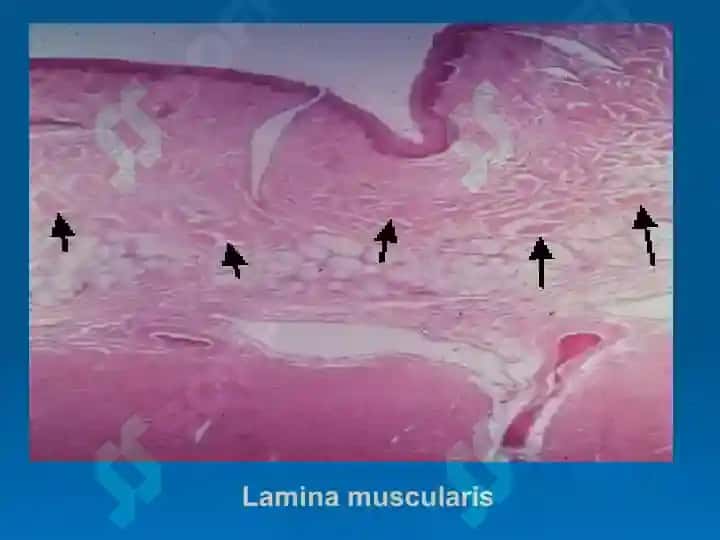 HISTOLOGY OF THE DIGESTIVE SYSTEM 6