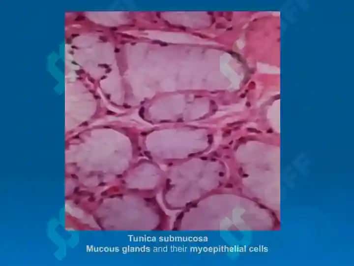 HISTOLOGY OF THE DIGESTIVE SYSTEM 7