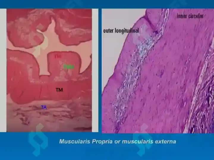 HISTOLOGY OF THE DIGESTIVE SYSTEM 8