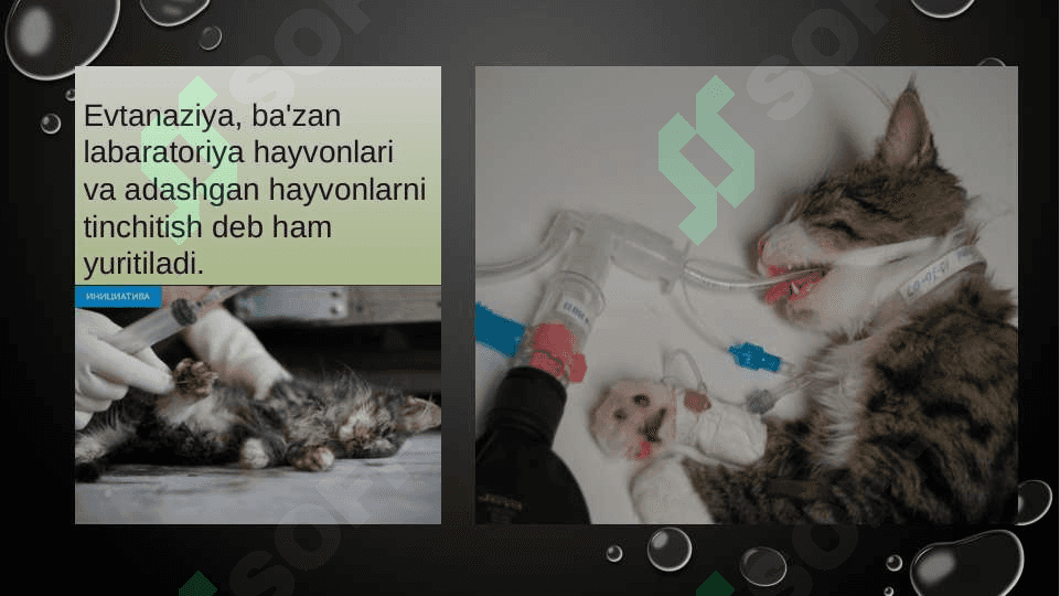 Xozirgi zamon tibbiyotida yatrogeniya va evtanaziya muammolari 3